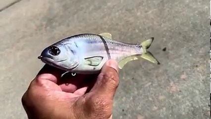 48 reactions | Doomrider Threadfin. Underground Supply Co. (86baits) #heroorzero #swimbaitunderground | Swimbait Underground | Facebook