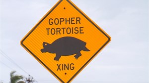 Gopher tortoises are slow-moving and protected but getting pushed out by Florida developers