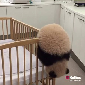 368K views · 2.3K reactions | Als wij deze sloebers kunnen verzekeren, kunnen wij zeker voor u ook iets betekenen. | Belfius | Facebook