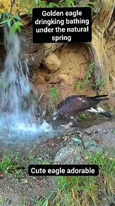 Cute eagle cub dringking bathing in natural spring #followersreels #followerseveryone #starsenderreels | Emelita Abe Manaloto