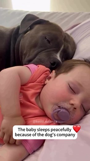 Baby Sleeps Peacefully with Dogs by Her Side