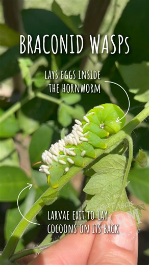 If you see a hornworm with white oblong sacks on its back, do not destroy it! These are actually the cocoons of a parasitic wasp, called the braconid wasp. A female wasp has laid her eggs under the skin of that hornworm. Once they hatch, they feed on the insides of the caterpillar. The larvae then eat their way out of the caterpillar to spin cocoons on its back. Adult wasps will emerge from the cocoons, and the weakened hornworm will die. The hope is that the emerging wasps will find other tomat
