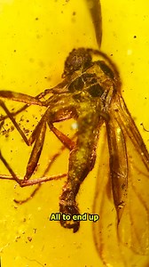 108K views · 2.1K reactions | This Amber-Fossilized Bug might have DINOSAUR DNA? Thank you for the sample - engineeredlabs.com #bugs #amber #fossils #STEM #microscope #stem #science #biology #closeup #learning #prehistoric #nature #ancientlife #timecapsule #mystery #discovery #dinosaurs #dinosaur #clone #reel | Oneminmicro | Facebook