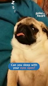 Ever seen a #pup sleeping with eyes open? #pugs #hilarious | Poke My Heart
