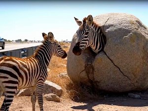 52K views · 1K reactions | Woman Uses Power Tools to Rescue Zebra from Boulder on Highway | Rainbow after the storm | Facebook