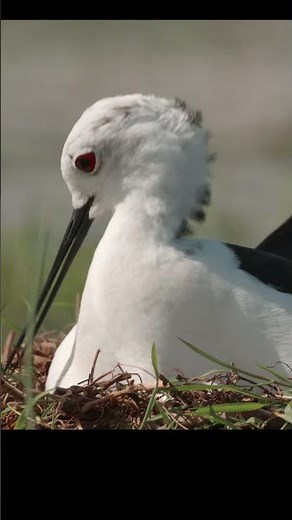 Female stilt on the nest (Himantopus himantopus). #shots #birds #nest #wildlife