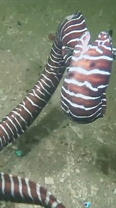 118K views · 1.1K reactions | #eel #fishing #diving #crabs | Hicham sham | Facebook