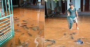 Hàng trăm con cá bơi vào sân sau cơn mưa lớn