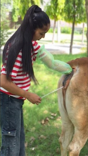 "Artificial Insemination Course for Farmers | Govt. Certified Institute"