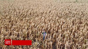 40K views · 399 reactions | Care este starea culturilor agricole într-un sezon extrem de secetos. Ce spun agricultorii. | StirileProTV | Facebook