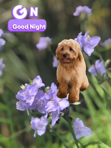 #doodlepuppy #doodle #goodnight | Diamond Bar Kennel
