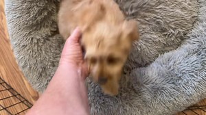 31K views · 2.9K reactions | Ruby is about to leave me 殺 | Puppy Perfectionist | Facebook