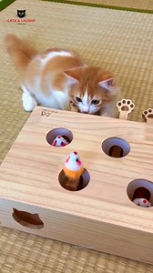The Cutie Pie Challenge Awaits!  #love #trending #viral #cute #cat #pet #fyp | Cats And Laughs | Facebook