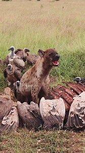 299K views · 2.8K reactions | Hyena with Vultures Wincent dHERQ #wildlife #nature #hyena #vultures | HAWI Studios | Facebook