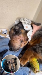 Bindi arrived at the hospital soaked in blood. She had been in her...