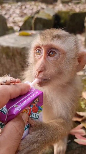 3.4K views · 99 reactions | Love baby Vireak fast drink milk | Monkey Care | Facebook
