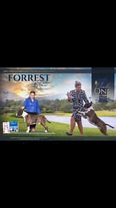 FORREST MBISS NBOSS GCHS Rocky Tops Dream Chaser ROMG MULTI BEST IN SPECIALTY NATIONAL SPECIALTY BOS #1 BULL TERRIER (breed) #ADF #AKC #bullterrier #terrier | American Dog Fancier | Facebook