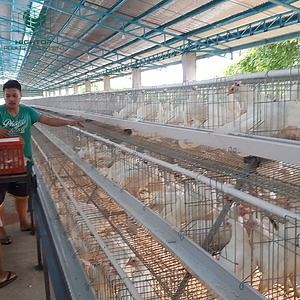 [Hot Item] Zambia Poultry Farm Sale Welded Wire Mesh Chicken Cages of Layers