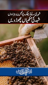 Citizen Releases Thousands Of Bees At Traffic Police #BeeSwarm #TrafficPolice #LawEnforcement #Bees #BeeAttack | UrduPoint Videos