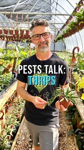 Thrips are tiny, slender insects that can cause serious damage to plants by sucking the juices out of leaves and flowers. If left untreated, thrips can weaken and even kill plants. Fortunately, identifying and treating thrips is relatively straightforward if you know what to look for. Identifying Thrips on Plants Thrips are typically less than 1/16 inch long and can be difficult to spot with the naked eye. However, there are a few signs that can indicate their presence: 1. Discoloration: Thrips 