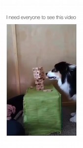 3.8K views · 28 reactions | Dog skillfully plays jenga with pet parent, old video goes viral again; 'She was so still and focused, I thought the video was paused,' say #netizens #viral #Trending #jenga #doggo #dogsoftwitter | HT City | Facebook