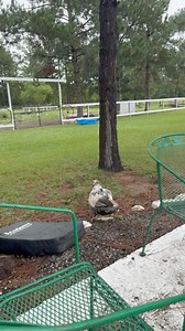 35K views · 2.4K reactions | Flip-flop Farmer on Reels | Facebook