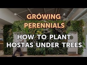 How to Plant Hostas Under Trees
