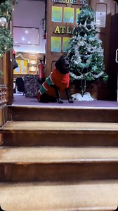 1.1K views · 18 reactions | This evening was all about the hotly contested Christmas dorm decorating competition! ✨ The slippers are lined up, the decorations are twinkling and now we wait… will St Nicholas visit tonight?  #iloveboarding #boardingschool #stnicholas #dormdecorating #prepschoollife #bsaboarding | Sandroyd School | Facebook