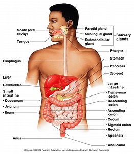 Digestive System