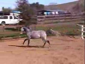Elrond Grey Arabian Stallion running and rearing