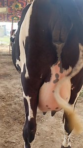 jersey milk, desi cow, cow and calf, gir cow price, cow brush, cow feed, sahiwal cow price, cow grass, cow mandi, jersey cow price, american cow, beef cow, milk cows, hf cow price, desi cow milk, highest milk producing cows, a2 desi cow milk, cow market, best cow, fat in cow milk, desi cow price, fat in buffalo milk, holstein friesian cattle, holstein friesian cows in australia, holstein friesian badshah, holstein friesian cow milking, holstein friesian cows for sale in pakistan, holstein friesi