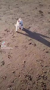 I can't wait to take the girls to the seaside again ❤ Filey Beach Westie Walkers est 2014 | Pumpkin The Wheelie Westie Warrior