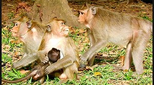 3.6K views · 191 reactions | Poor monkey ADa crying hug her baby run escape from nasty Spring bad mood | Monkey Mister | Facebook