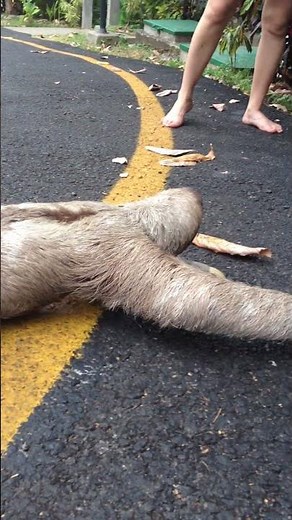 Three Toed sloth crossing the road . Manuel Antonio,Costa Rica