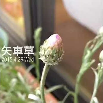 矢車草 [動画デコアプリViddory作例]