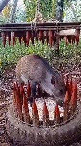 421K views · 1.7K reactions | A wild boar enters a realistic...
