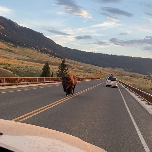 Beau Mirchoff on Instagram: "I looked into the beast’s eyes and saw my future. #tatanka #buffalo #yellowstonenationalpark"