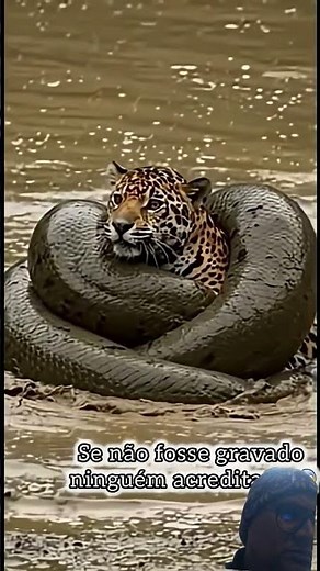 Lion kid vs big Python 😂😂 #world traveler #animals#https://linktr.ee//yasapauri