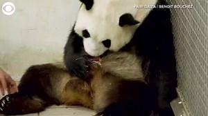 TWIN PANDA CUBS: These giant panda twins were born at Pairi Daiza zoo in Belgium on Thursday. The zoo said the birth of giant panda twins is "extremely rare." 🐼 | WDBJ7