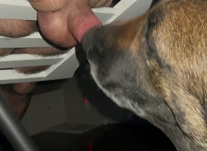 Dog cock prowler licks every drop of cum
