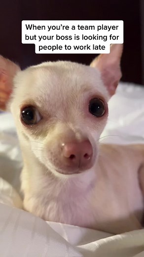 Funny Dog Fails to Run with Hilarious 'Ahhh Maybe Next Time' Moment