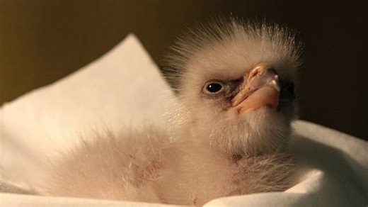 Malý orel nebo ohrožený urial. Zoo Liberec se pochlubila vzácnými přírůstky