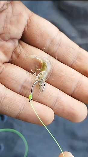 233K views · 739 reactions | Cara Memasang Umpan Udang Paling Mudah #mancing #umpan #umpanmancing #umpanudang #fishing #fishingbait #tutorial | Agus Subarna | Facebook