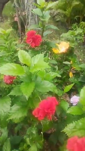 Jenis tanaman hias Bunga Sepatu