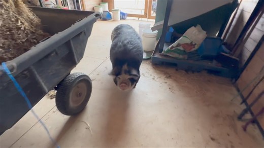 Linda Lou is such a smart pig. She is also incredibly well-behaved. 🤗 I let her into the center of the barn and she walks right down to her stall while I get her breakfast. Sometimes, I am already mixing it up (with fruit) and she will come into our supply room (where the sink is) to wait patiently for me and then follow me to her stall. There are not very many animals that you can trust inside your barn like this. Pigs are smart, wonderful animals. 💕💕She still has weight to lose but look at 