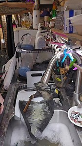 17K views · 128 reactions | Giving my Iguana skins a bath!! Eric Lockwood Brian Preachers #SkinRescue #iguanas | Kim Herlovich | Facebook