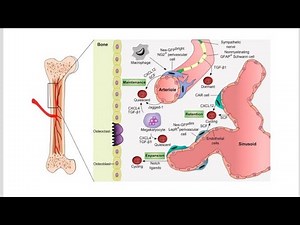 hematopoietic Inductive Microenvironment ; Definition and Components