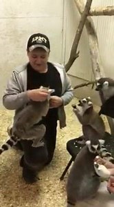 Lemur feeding at County Fair | Sustainable Safari