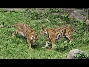 The Malayan Tiger (Harimau Malaya)