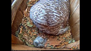 11K views · 788 reactions | During the month-long incubation period, the female Barred Owl will mostly rely on her mate to deliver food while she safeguards the eggs and keeps them warm. Watch him bring in a fresh rodent for lunch—with a few hoots to boot!  Watch LIVE at AllAboutBirds.org/BarredOwls | Bird Cams | Facebook